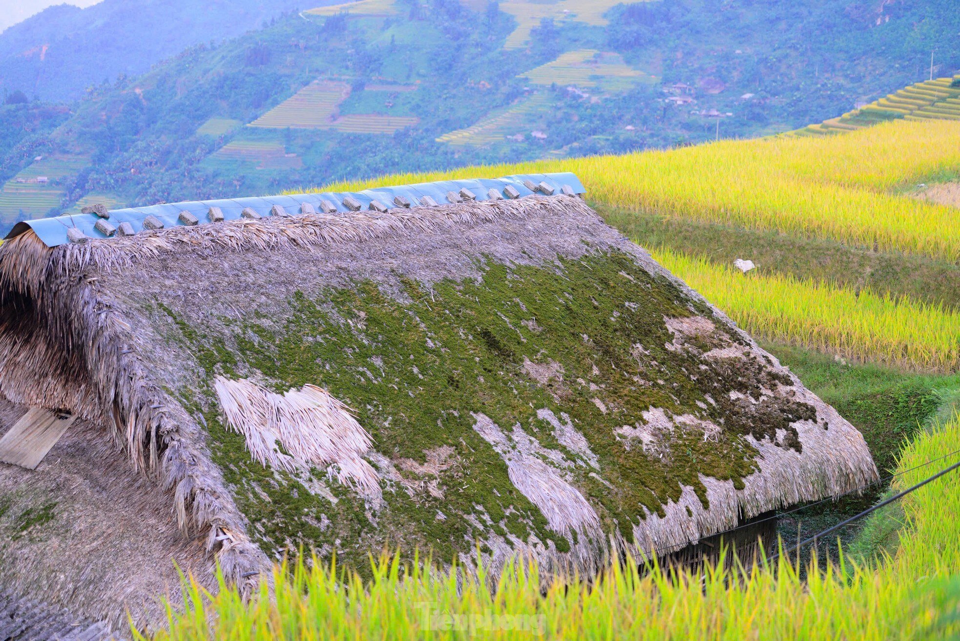 Rare, hard to find roofs that can 'transform' in Ha Giang photo 12