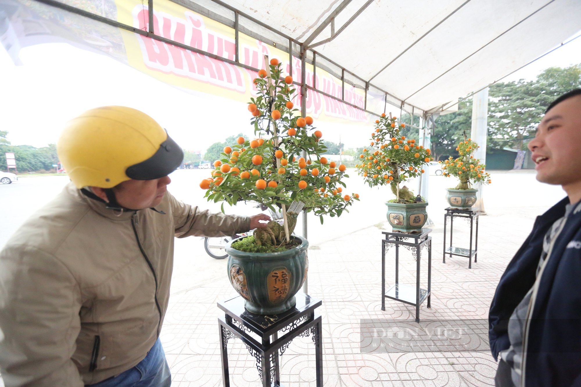 Độc lạ ở Hà Tĩnh, quất chín vàng mọc trên cây bonsai dáng cổ thụ với giá bán hàng chục triệu đồng- Ảnh 5.