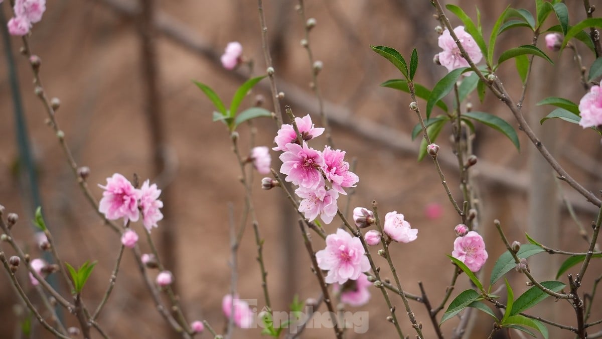 Hanoi: Nhat Tan peach blossoms increase in price sharply, even with millions of dong, it is still difficult to buy photo 11