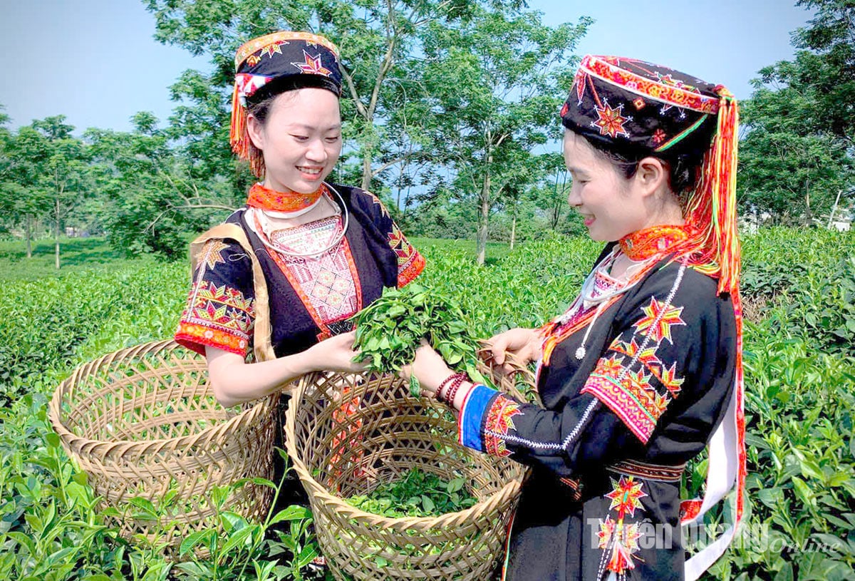 Sản phẩm chè Tết - Đa dạng mẫu mã đáp ứng nhu cầu khách hàng