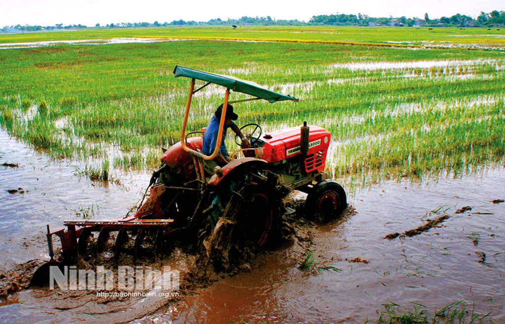 Chủ động phương án sản xuất vụ Mùa