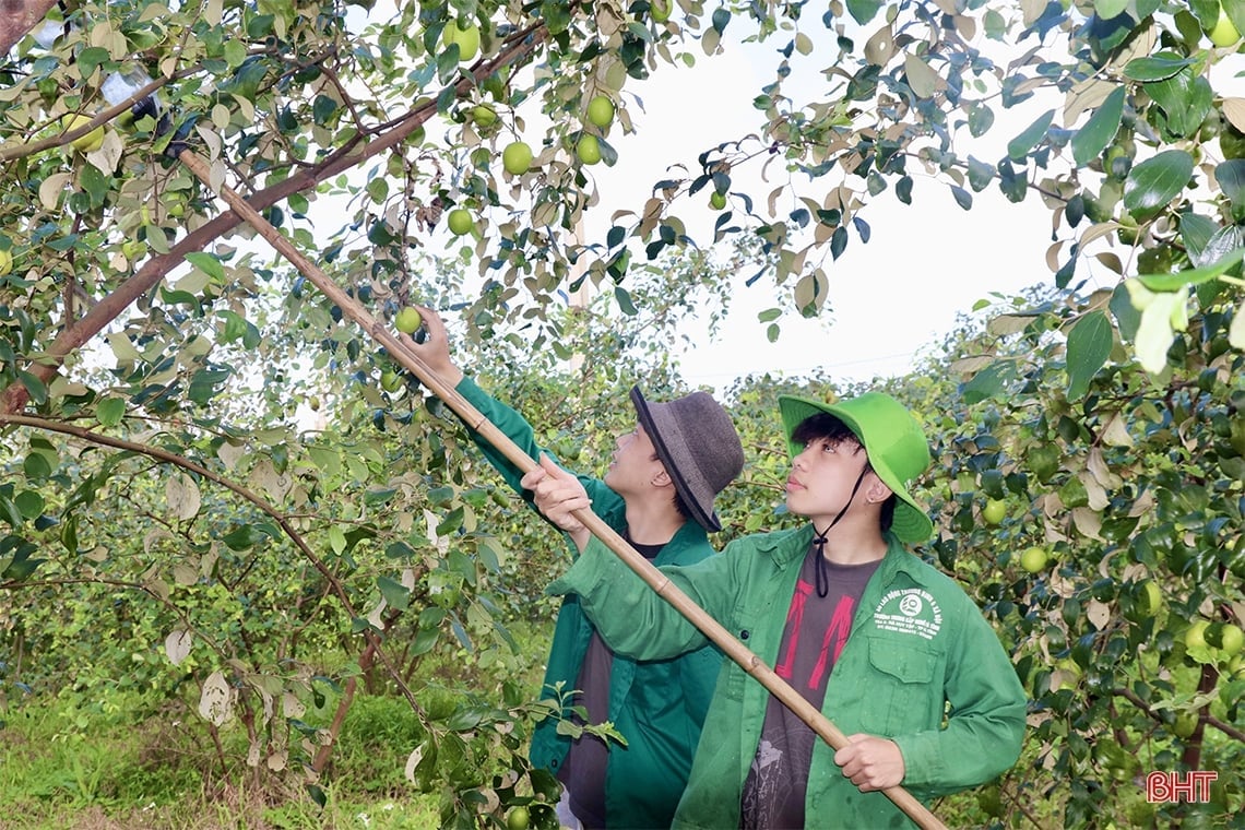 Trải nghiệm vườn táo hữu cơ trĩu quả ở Hà Tĩnh