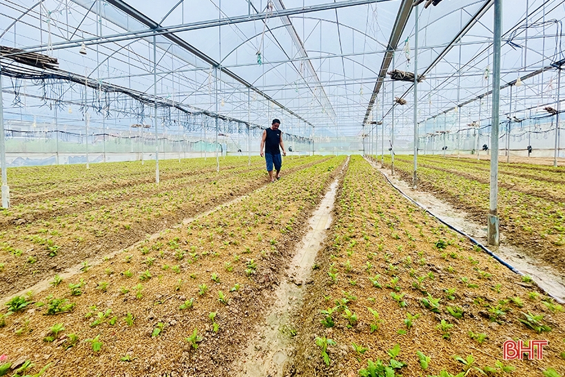 Luu Vinh Son flower village is busy during Tet season