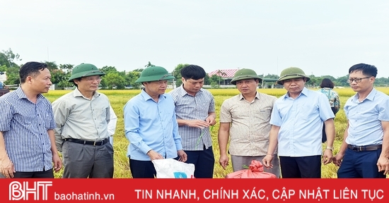 Tập trung thu hoạch nhanh gọn lúa hè thu, tránh thiệt hại do mưa lũ