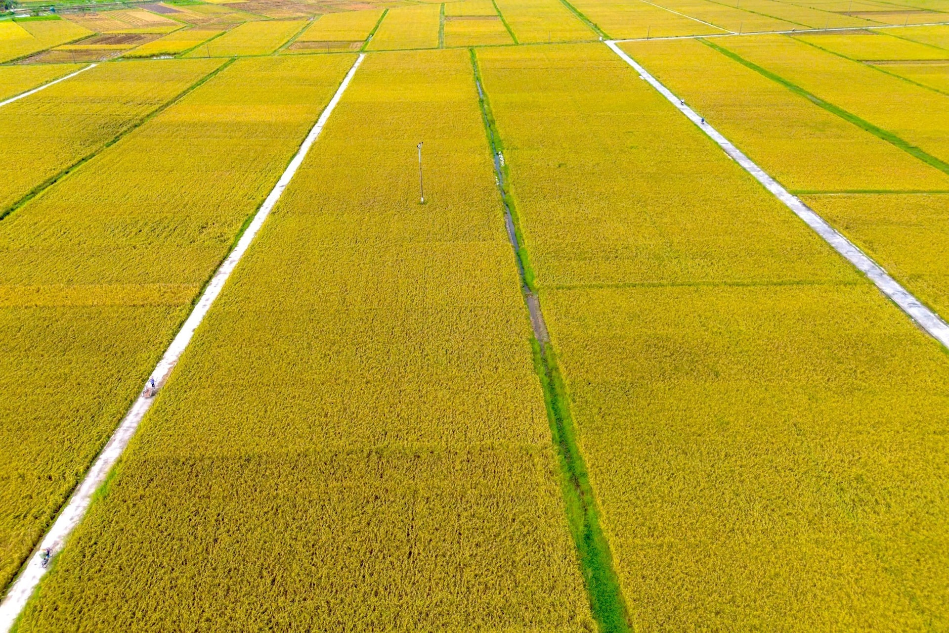 Hai Duong wird im nächsten Jahr mehr als 433 Hektar Reisanbaufläche in 7 Distrikten und Städten umwandeln