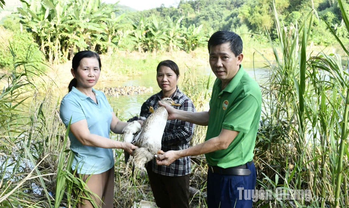 สหกรณ์เป็ดมินห์ฮวง ได้รับการรับรองเป็นสหกรณ์ระดับชาติตัวอย่างในปี 2567