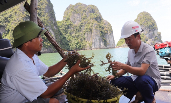 Hình thức tổ chức sản xuất của người nông dân ngày càng phát huy hiệu quả