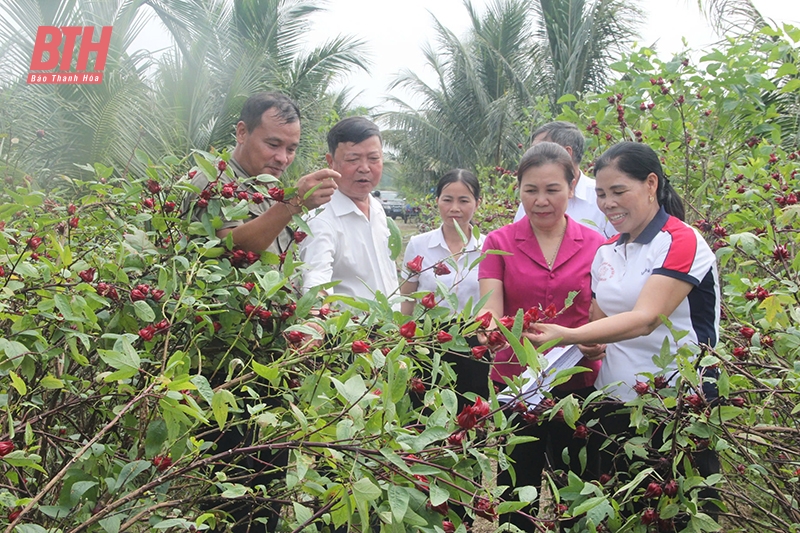 Quả ngọt trên cát bỏng