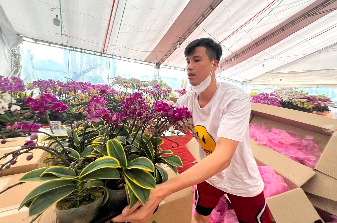 Muchas nuevas variedades de orquídeas en el mercado de flores del Tet