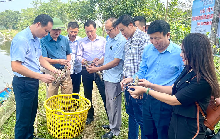 សង្ខេបគំរូនៃការសាងសង់កន្លែងចិញ្ចឹមបង្គាទឹកសាបខ្នាតយក្សគុណភាពខ្ពស់