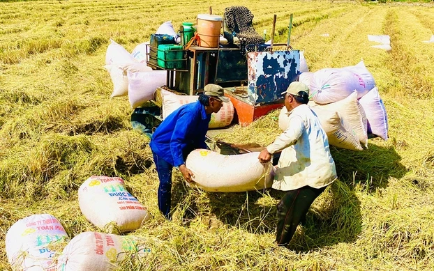 Le prix du riz vietnamien grimpe à près de 1 000 USD/tonne