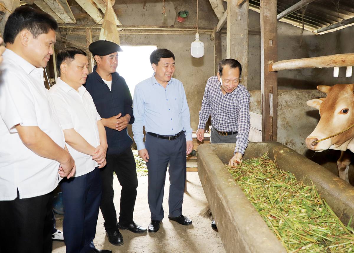 Acting Provincial Party Secretary Nguyen Manh Dung visited the fattening cattle farming model in Sung Lu village, Lung Chinh commune.