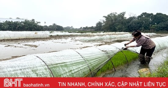 Nông dân Hà Tĩnh hối hả vào vụ gieo cấy lúa xuân