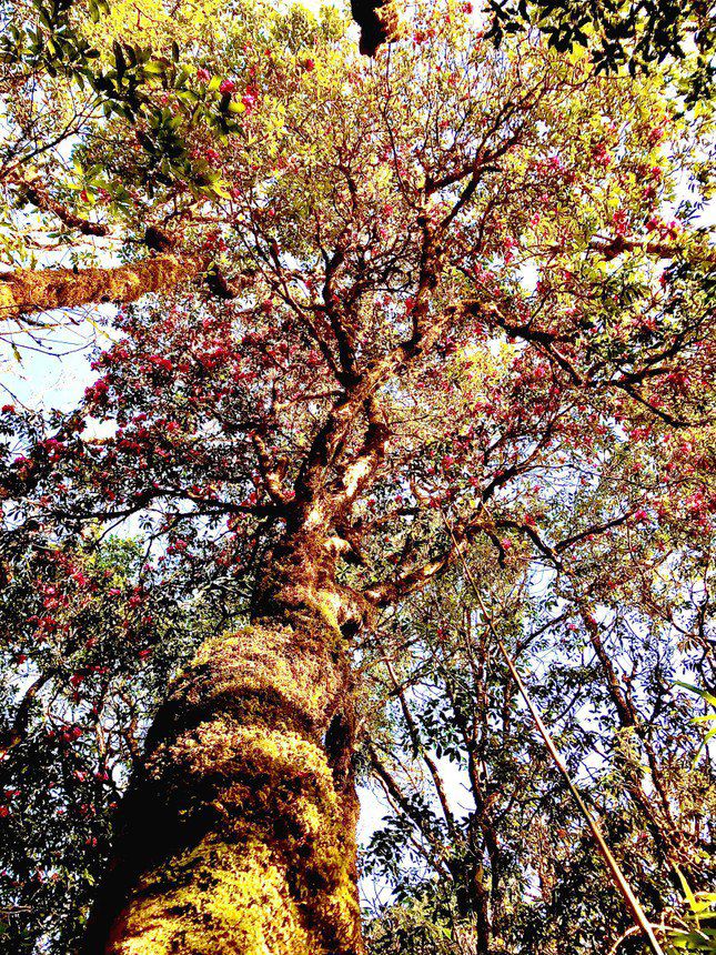 Rhododendron trees are tens of meters high, their trunks covered with moss but still compete to bloom and show off their colors.