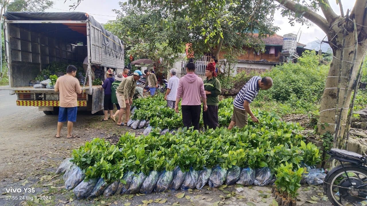 Cấp cây giống cà phê trồng mới năm 2024 thuộc Chương trình MTQG phát triển kinh tế xã hội vùng đồng bào DTTS tại huyện Mường Ảng