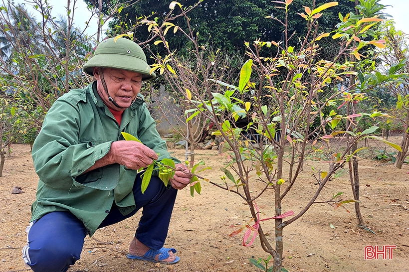 Admirando el jardín de albaricoques amarillos se espera ganar casi 500 millones de dongs del viejo agricultor Nghi Xuan