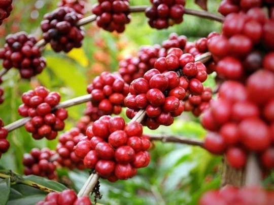 Agricultural product prices on January 23, 2025: Coffee skyrocketed, pepper edged up slightly