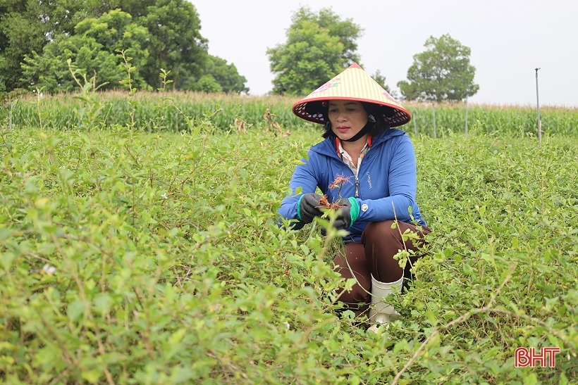 Người phụ nữ với khát vọng làm giàu từ cà gai leo