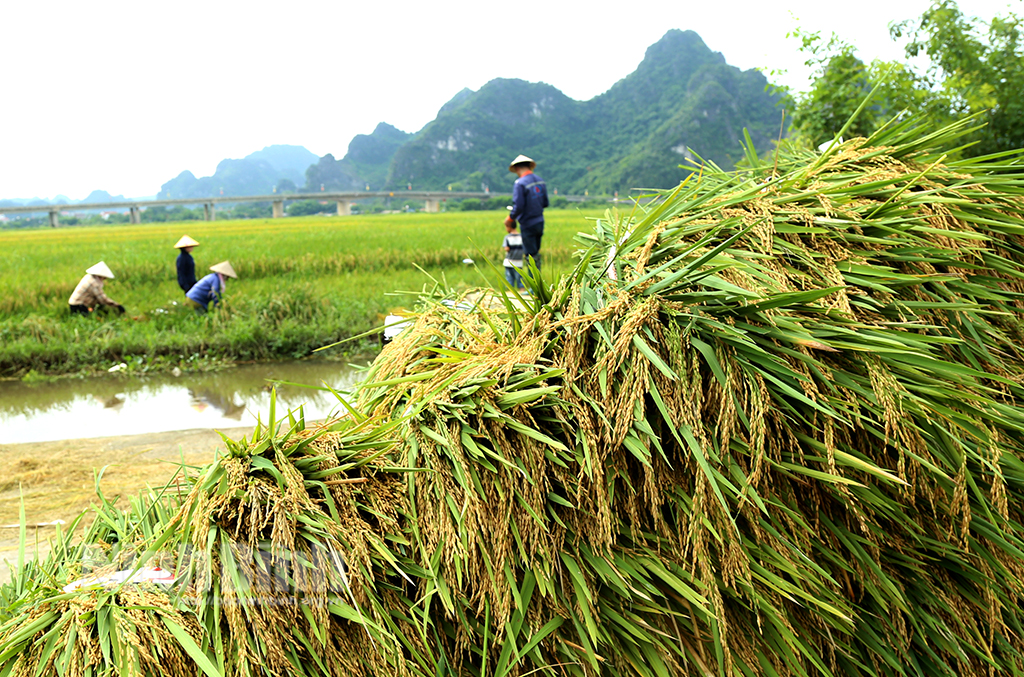 Gia Viễn đẩy nhanh thu hoạch lúa ngoài đê tránh lũ tiểu mãn