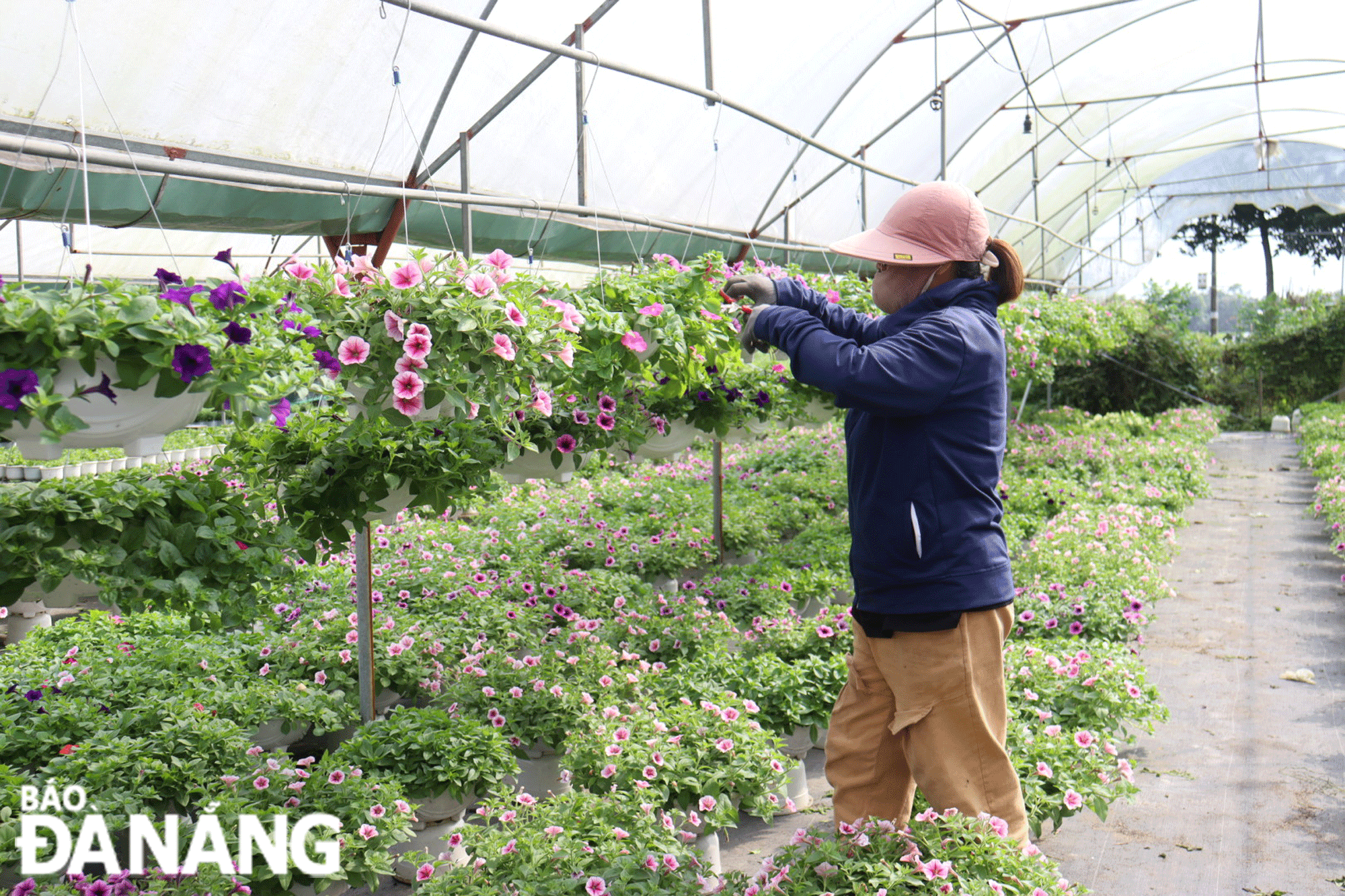 To meet market demand, Ms. Le Anh's flower garden has increased the number of hanging flowers planted during this year's Tet holiday. Photo: TRAN TRUC