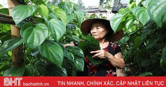 Làng trầu “tiến vua” tất bật dịp rằm tháng 7