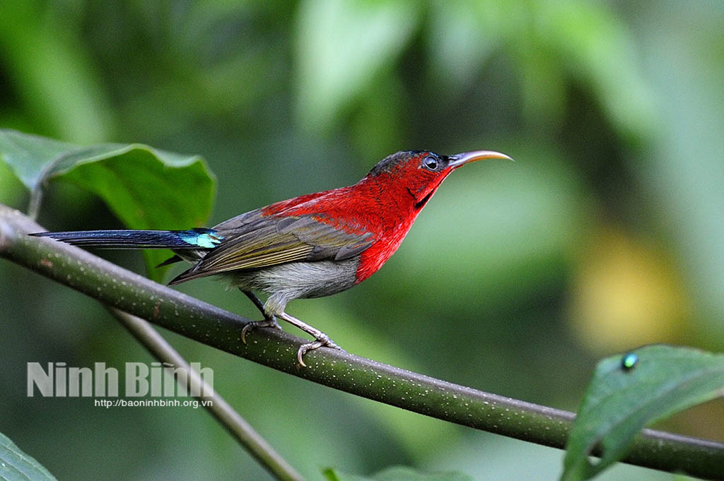 Ninh Bình họa tiết thiên nhiên trên từng đôi cánh