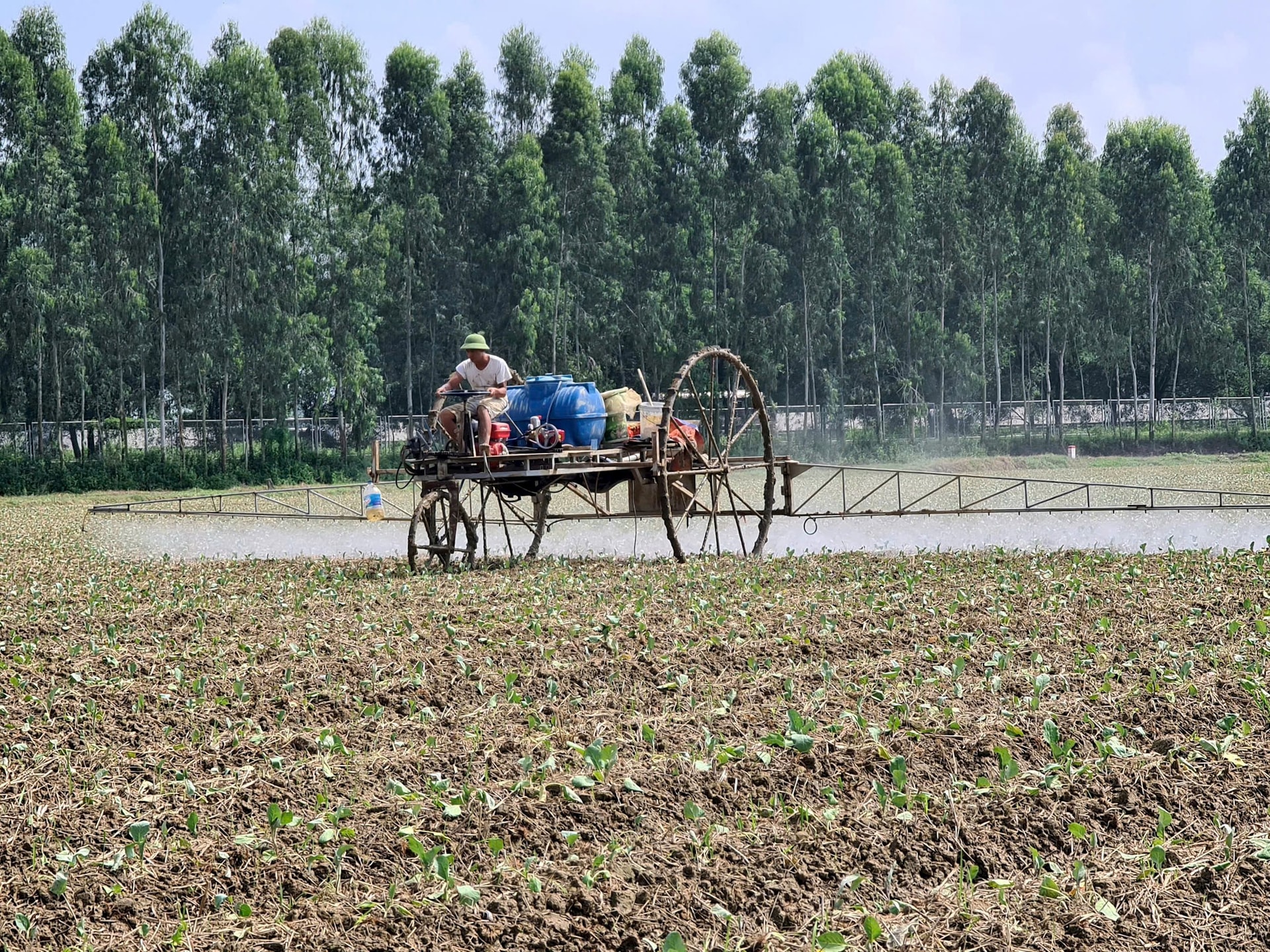 Nông dân Hải Dương lo nguồn nông sản phục vụ thị trường cuối năm