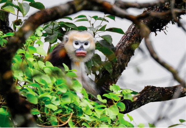 La belleza de la naturaleza a través de la exposición fotográfica de aves y animales salvajes vietnamitas 2024 foto 3