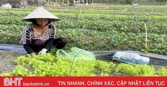 Nông dân “vựa rau” giống Can Lộc tất bật vào mùa thu hoạch