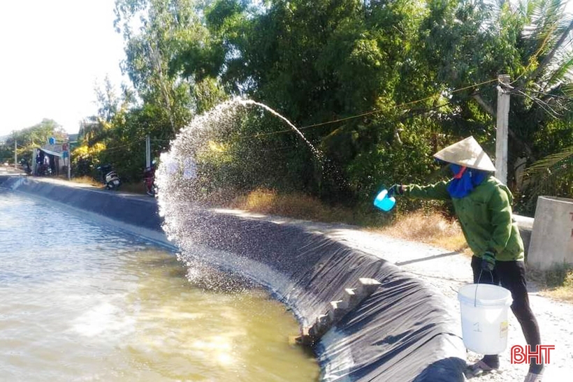 Providing chemicals to treat white spot disease on shrimp in Thach Ha