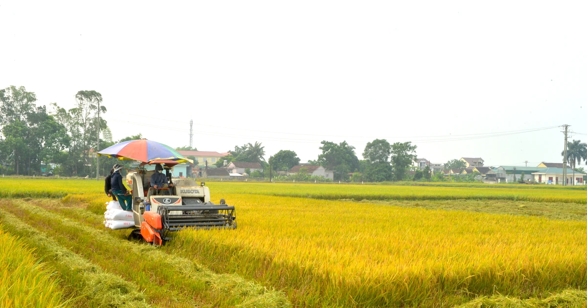 Nông dân Yên Thành chạy đua thu hoạch lúa xuân tránh giông lốc