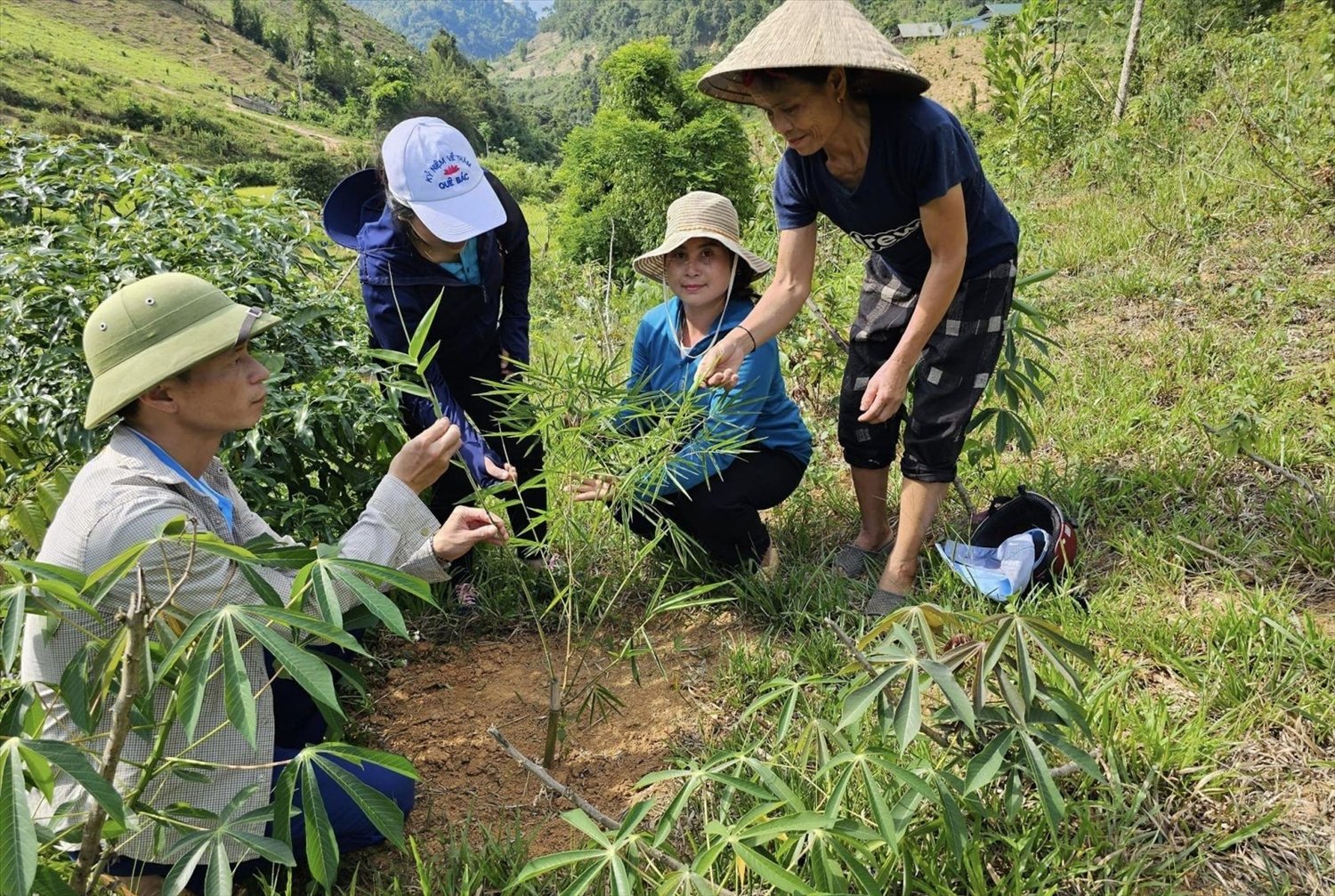 Mô hình trồng mét, tạo sinh kế bền vững với 687 hộ, hơn 1.800 người dân ở 12 thôn, bản trên địa bàn huyện Tương Dương tham gia