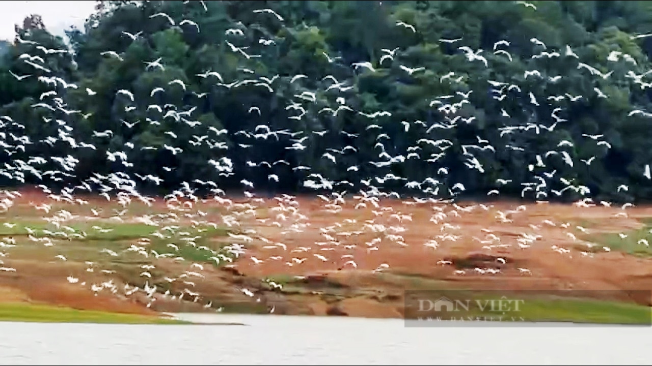 Hà Tĩnh: Hàng vạn con cò trắng tự nhiên bay dập dìu, chao lượn rợp cả vùng trời ở lòng hồ Kẻ Gỗ - Ảnh 2.