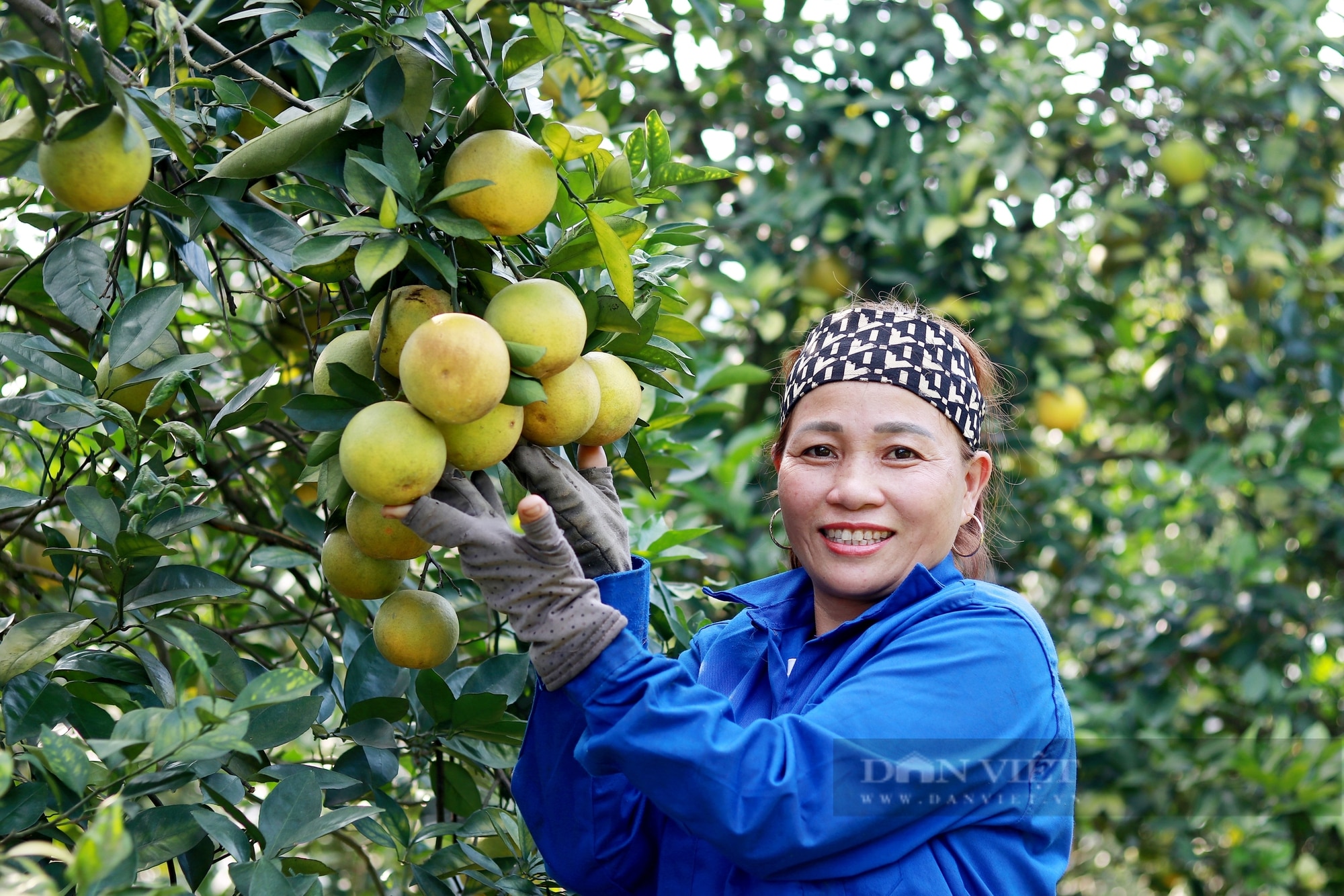 Hà Tĩnh: Cam Thượng Lộc được mùa lại giá cao chưa từng có, nông dân chạm đâu cũng thấy tiền - Ảnh 4.