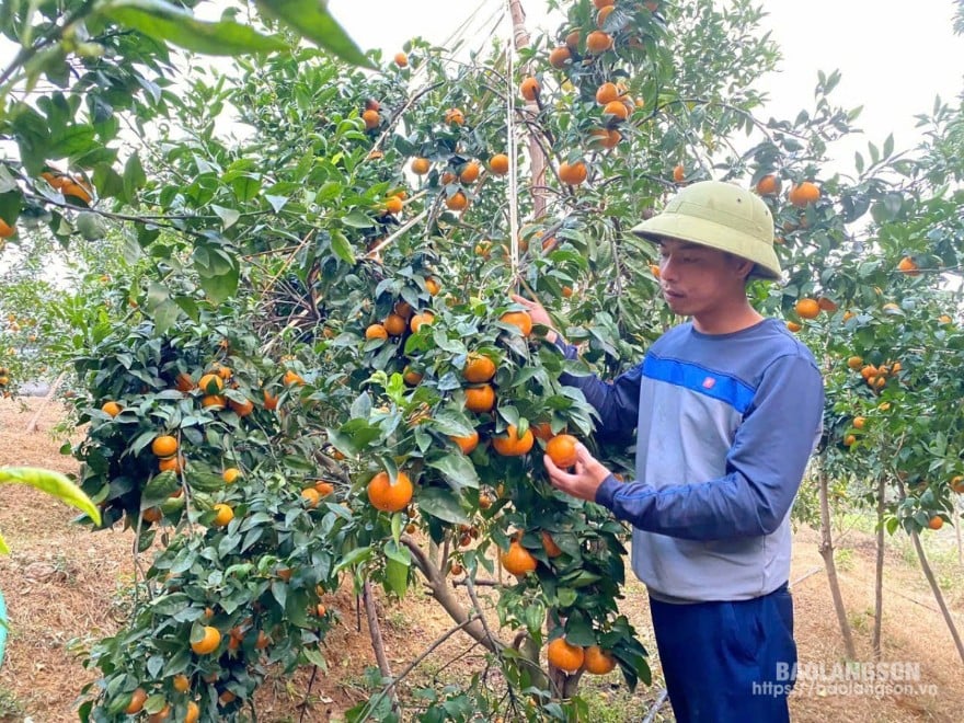 Warga Desa Ao Kham, Kecamatan Tan Thanh, Kabupaten Huu Lung merawat kebun jeruk Thailand.