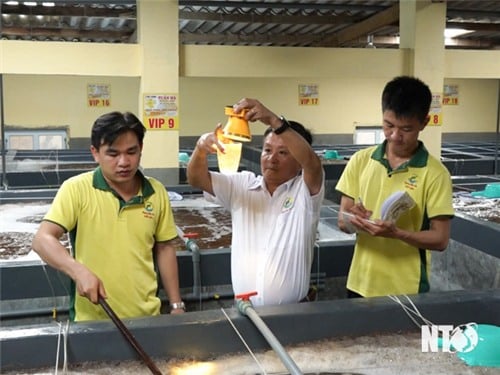 Faire de Ninh Thuan un centre de production de crevettes de haute qualité