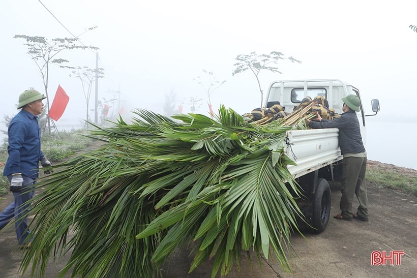 La ciudad de Ha Tinh plantó cerca de 5.000 cocoteros en el área ecológica de Dong Ghe.