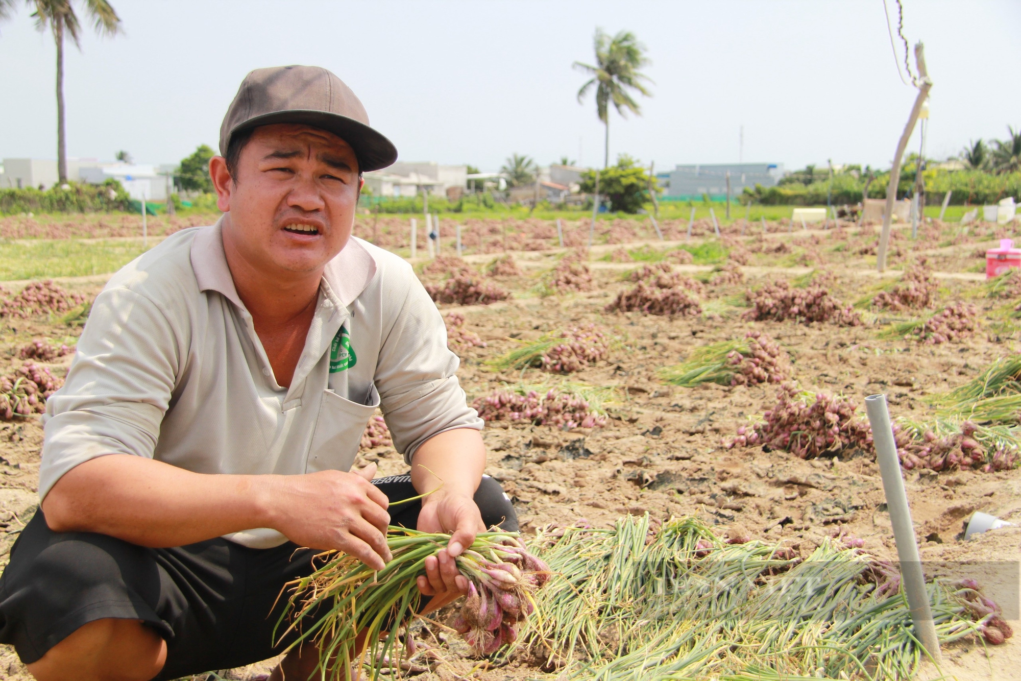 Nông dân Hợp tác xã hành tím ở Ninh Thuận kêu cứu vì nguồn nước ngầm bị nhiễm mặn nghiêm trọn - Ảnh 1.