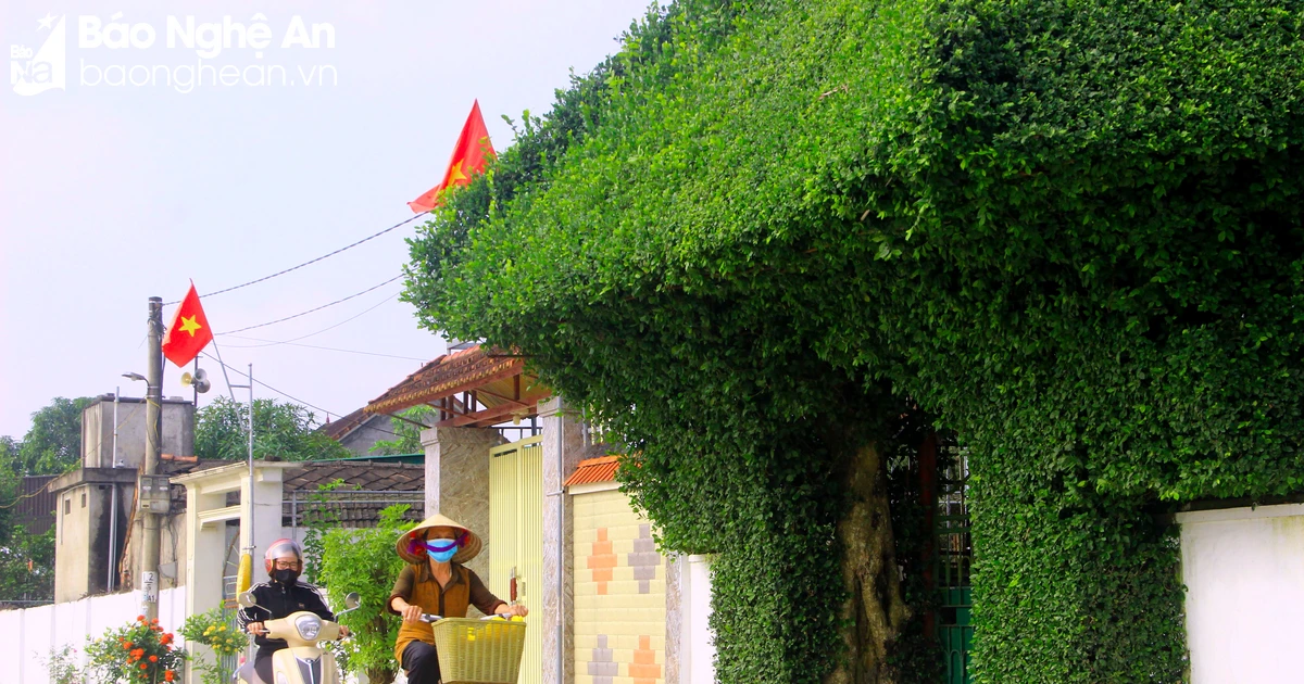 ជំហានឆ្ពោះទៅមុខក្នុងការកសាងជនបទគំរូថ្មីនៅទីក្រុង Nghe An