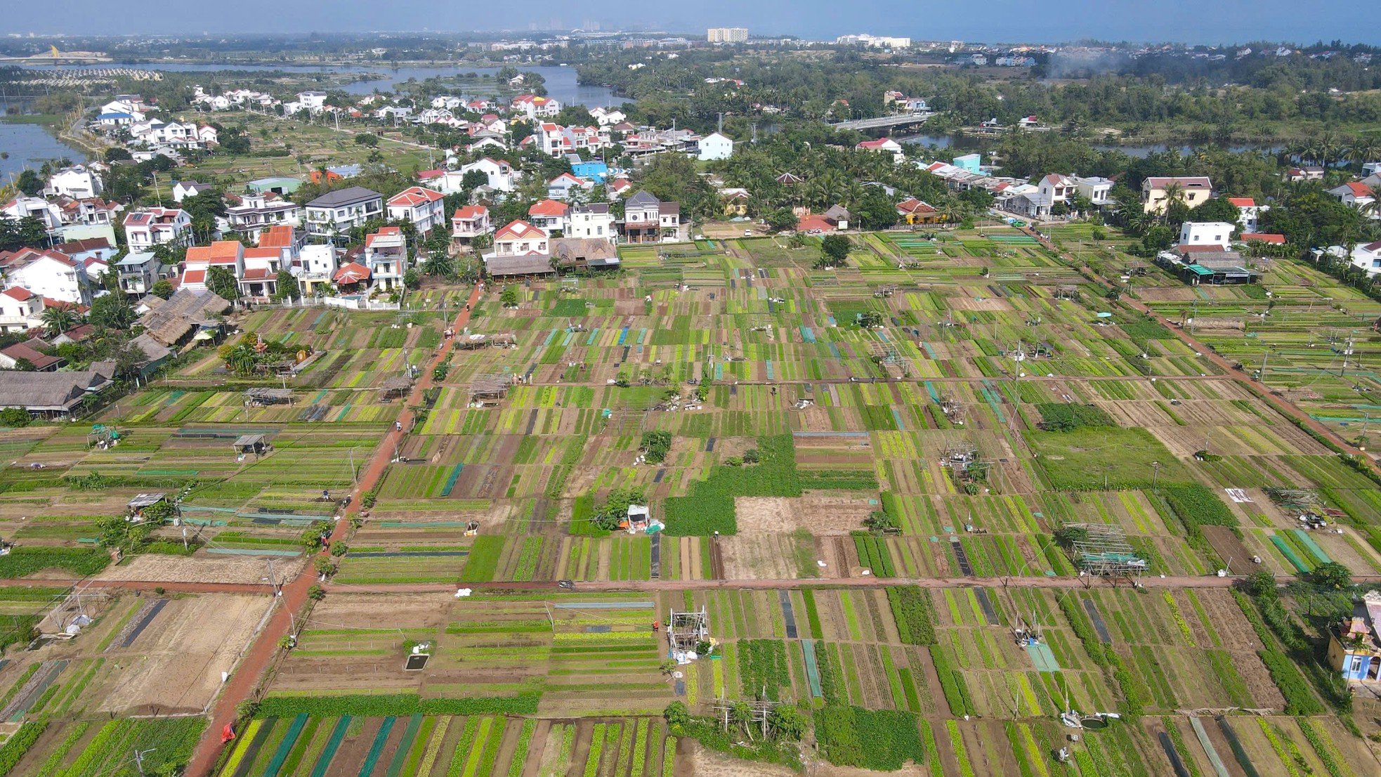 តើ​ស្លឹក​ឈើ​តូច​ៗ​នៅ​ទីក្រុង Hoi An ធ្វើ​ឱ្យ​ភ្ញៀវ​ទេសចរ​លោក​ខាង​លិច​ស្រក់​ទឹក​ភ្នែក​យ៉ាង​ណា? រូបថត 2