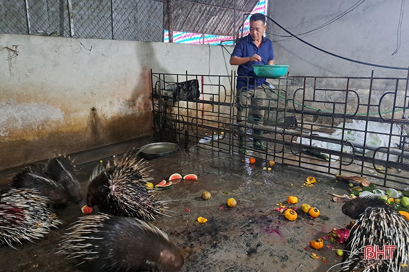 Perspectivas del modelo de cría de puercoespines en Nghi Xuan