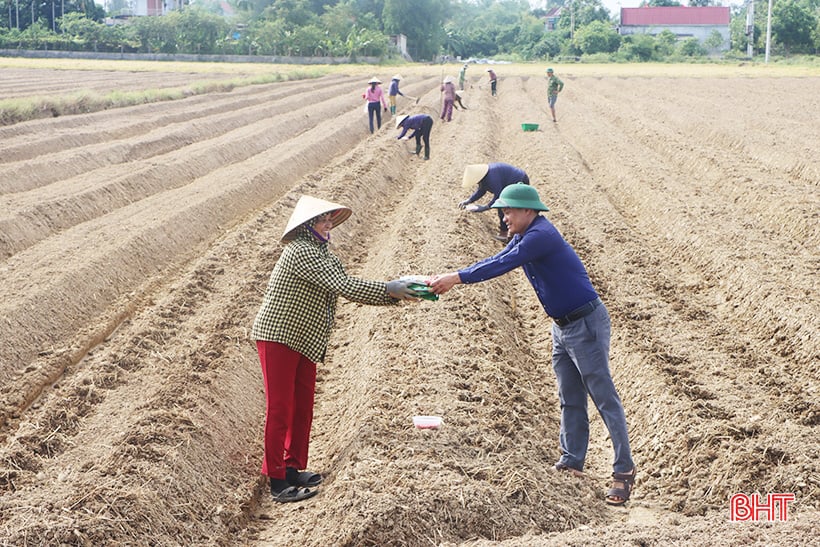 Ha Tinh inicia la producción de cultivos de invierno en 2023