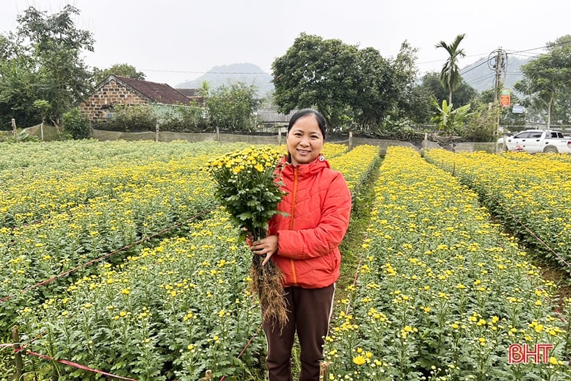 Ngập tràn cúc vàng ở làng hoa Đức Thọ