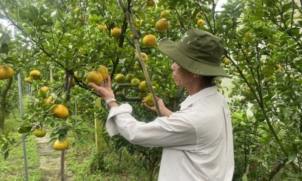 Tập trung nhiều chính sách tín dụng cho nông nghiệp