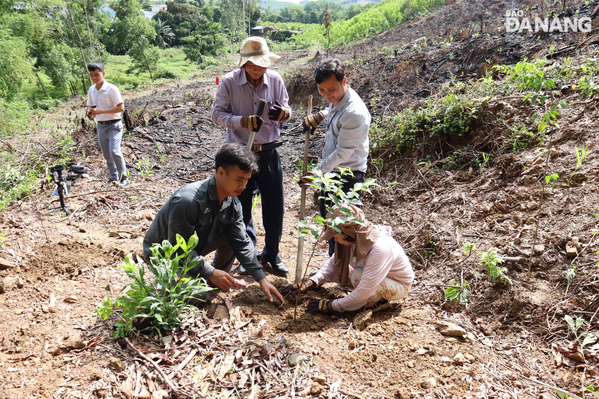 La plantation de grandes forêts d’arbres apporte des avantages économiques à long terme et contribue à limiter l’érosion, le lessivage et les glissements de terrain. Photo : HOANG HIEP