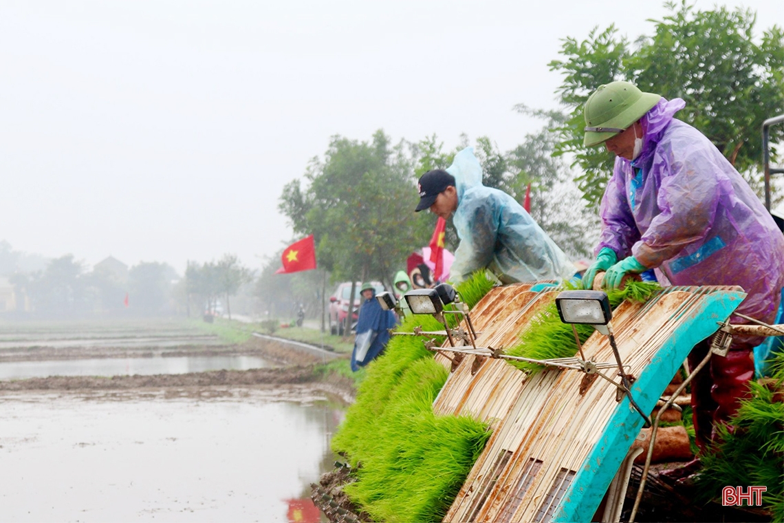 Cấy lúa hữu cơ bằng máy trên diện tích 5 ha ở Cẩm Xuyên