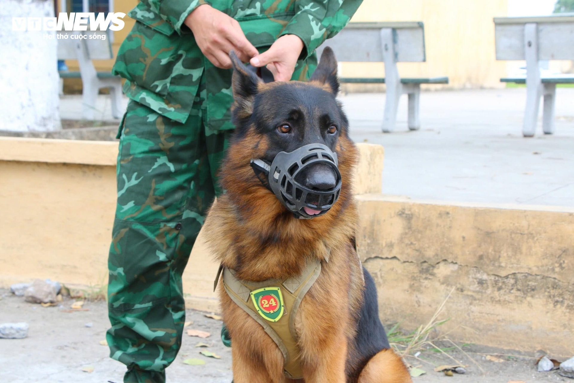 VAT – der Militärhund, der an Such- und Rettungseinsätzen nach Erdrutschen beim Wasserkraftwerk Rao Trang 3, Erdbeben in der Türkei und Erdrutschen in Lang Nu teilnahm.