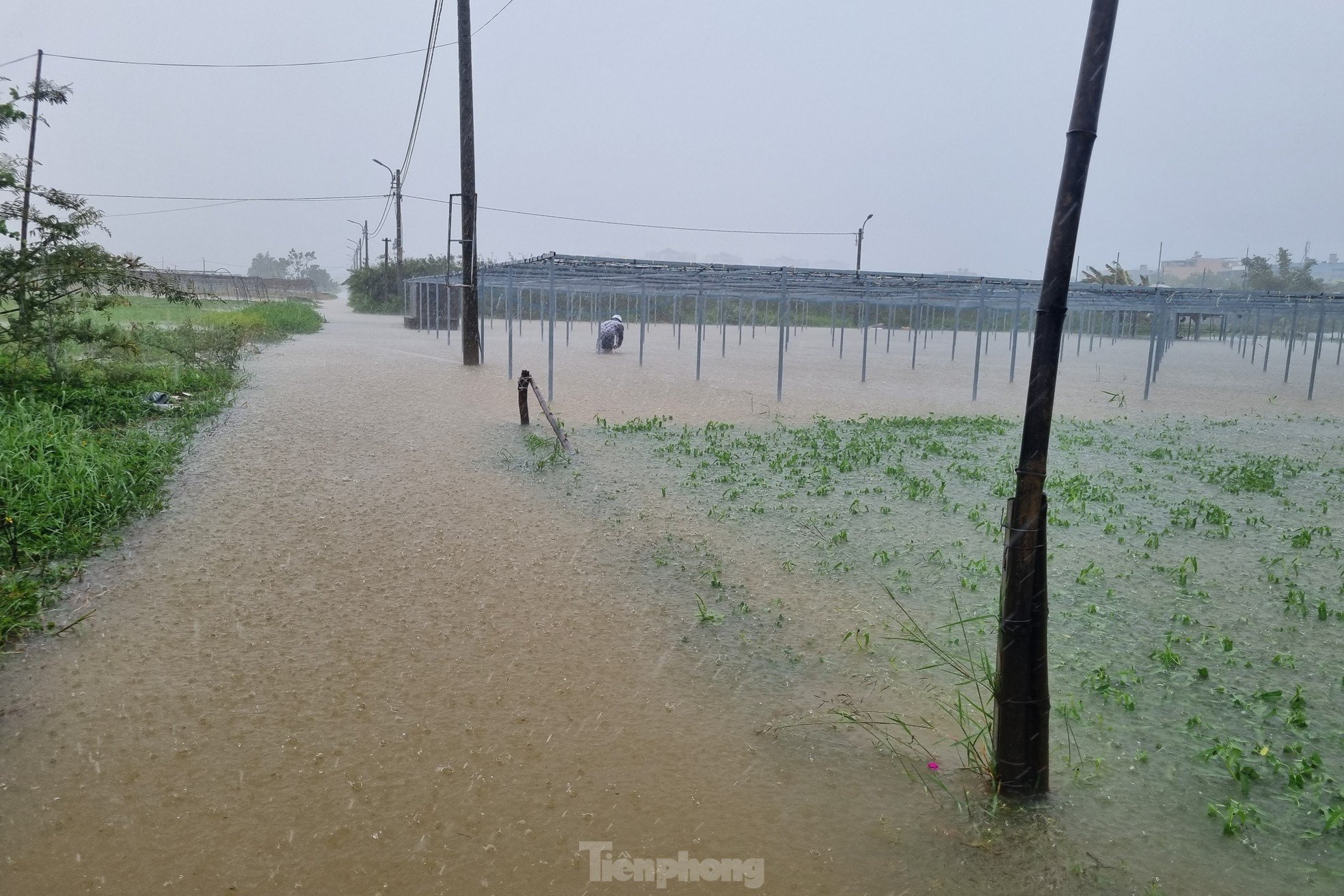 Nach anhaltendem Regen stand das größte Gemüseanbaugebiet in Da Nang unter Wasser, „die Menschen konnten nicht rechtzeitig reagieren“ Foto 1