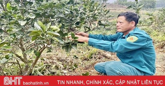 Khởi động vụ cam mới trên vườn đồi Vũ Quang