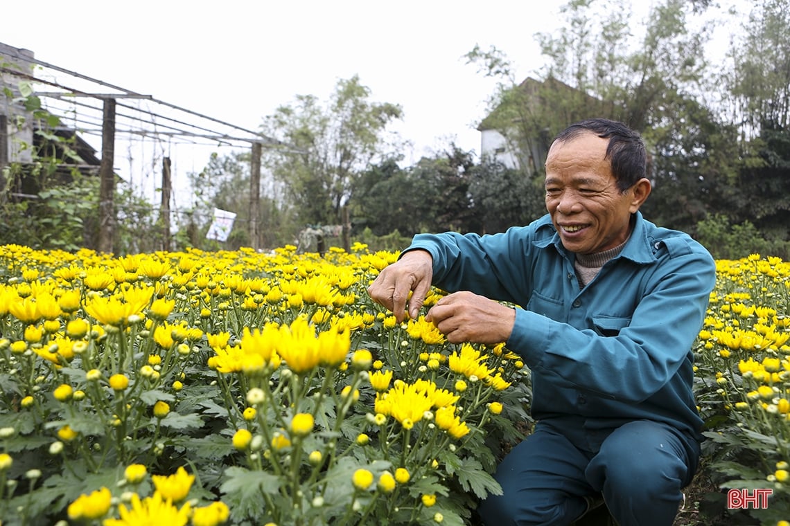 Các làng hoa khoe sắc rực rỡ đón tết